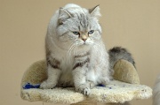 BRITISH SHORTHAIR 001